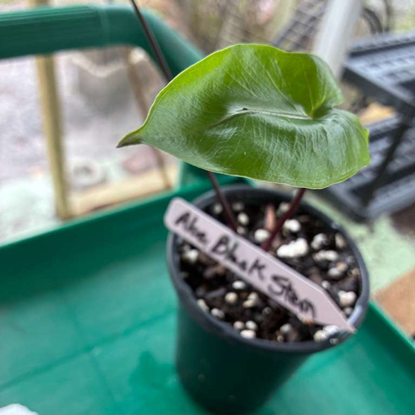 Alocacia Black Stem 3 Pot - Image 3