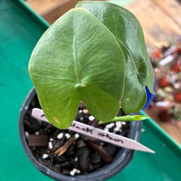 Alocasia Black Stem - Image 3