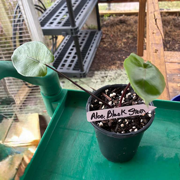 Alocacia Black Stem 3 Pot - Image 2