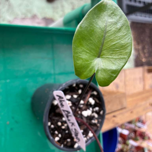 Alocacia Black Stem 3 Pot