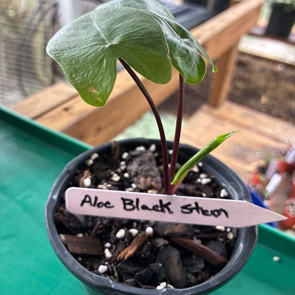 Alocasia Black Stem - Image 2