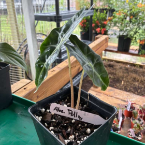 Alocacia Polly 4 Pot