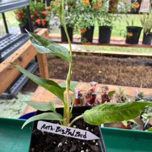 Anthurium Red Big Bird 4 Pot