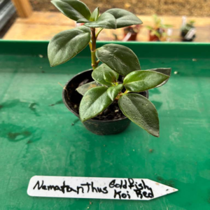 Nematanthus Goldfish Koi Red 4 Pot