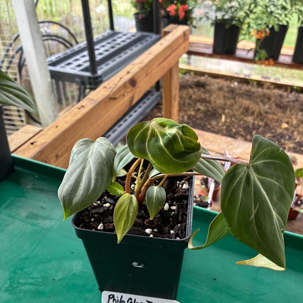 Philodendron Gloriosum Dark Form 4 Pot - Image 3