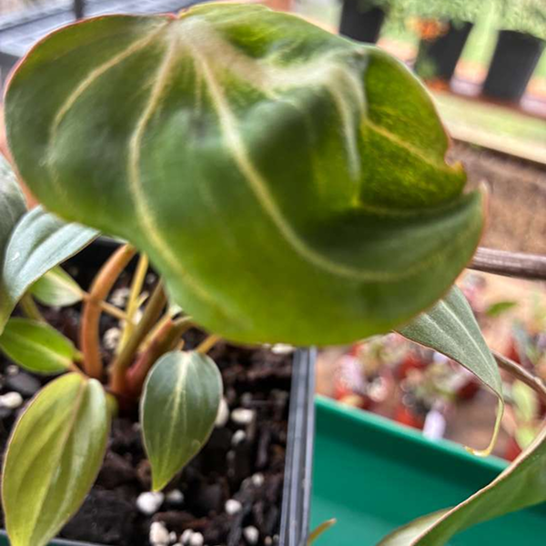 Philodendron Gloriosum Dark Form 4 Pot - Image 2