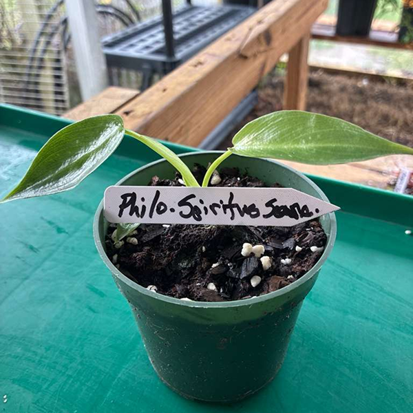 Philodendron Spiritus Sancti 3 Pot - Image 2