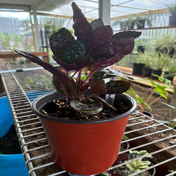 Purple Waffle Plant