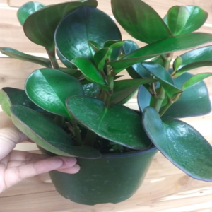 Peperomias Red Edge 6 Pot