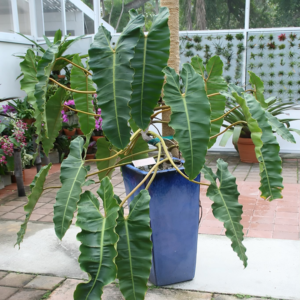 Philodendron Billietiae 4 Pot