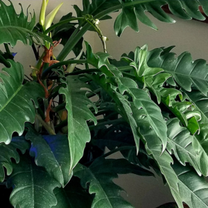 Philodendron Narrow 2 Pot