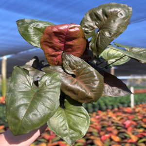 Syngonium Maria Merry 4 Pot