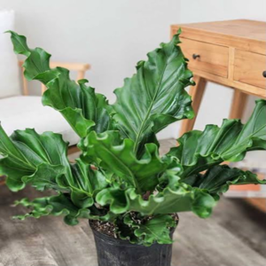 Anthurium Plowmanii 4 Pot