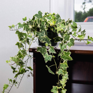 Hedera Helix Harlequin 4 Pot