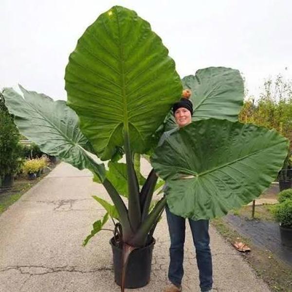Alocasia Black Stem