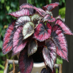 Begonias Rex 4 Pot
