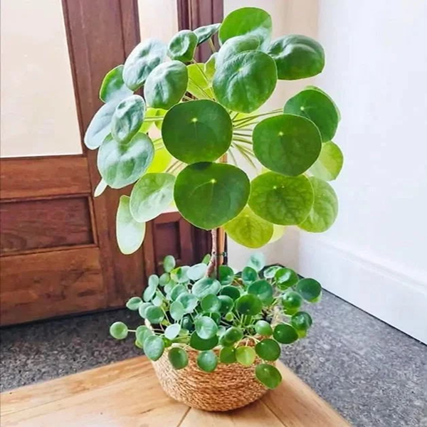 Pilea Peperomioides Chinese 6 Pot