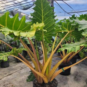 Alocacia Golden Dragon 6 Pot