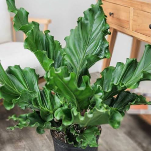 Anthurium Plowmanii 4 Pot