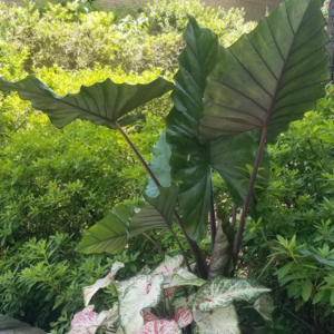 Alocacia Sumo 6 Pot
