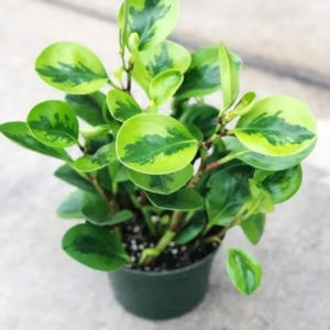 Lemon Lime Peperomias 6 Pot