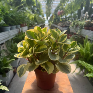Peperomias Bicolor 6 Pot