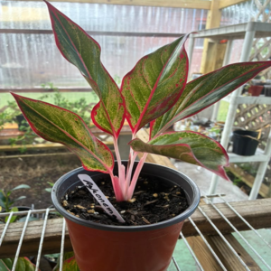 Aglaonema Plant